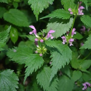 Photographie n°241768 du taxon Lamium maculatum (L.) L. [1763]