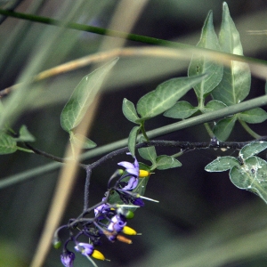 Photographie n°241826 du taxon Solanum dulcamara L. [1753]