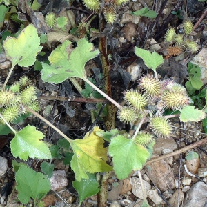 Photographie n°241830 du taxon Xanthium orientale L. [1763]