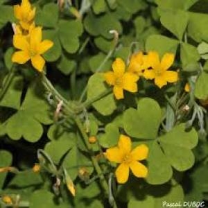 Photographie n°241870 du taxon Oxalis fontana Bunge [1835]