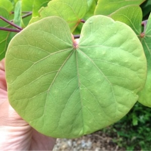 Photographie n°241902 du taxon Cercis siliquastrum L. [1753]