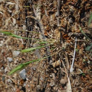 Photographie n°241908 du taxon Hordeum murinum L. [1753]