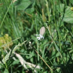 Photographie n°241915 du taxon Silene vulgaris (Moench) Garcke [1869]