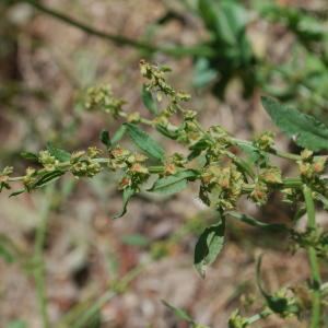 Photographie n°241923 du taxon Rumex pulcher subsp. pulcher