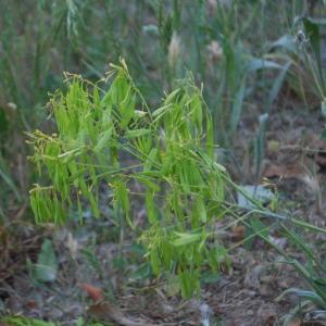 Photographie n°241929 du taxon Isatis tinctoria L. [1753]