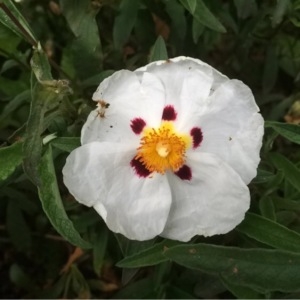 Photographie n°241936 du taxon Cistus ladanifer L. [1753]