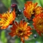  Liliane Roubaudi - Hieracium aurantiacum L. [1753]