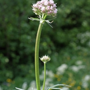 Photographie n°241961 du taxon Valeriana officinalis L. [1753]