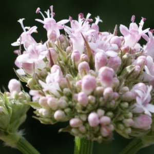 Photographie n°241963 du taxon Valeriana officinalis L. [1753]