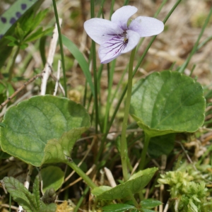 Photographie n°241968 du taxon Viola palustris L. [1753]