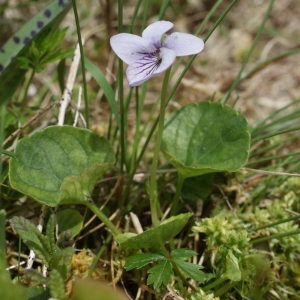 Photographie n°241969 du taxon Viola palustris L. [1753]