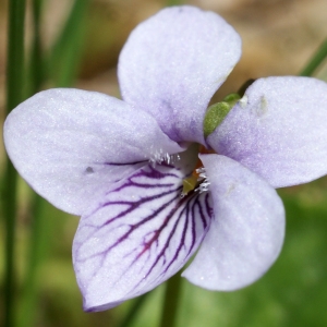 Photographie n°241970 du taxon Viola palustris L. [1753]