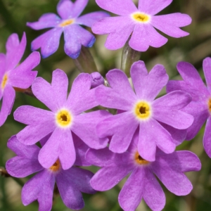 Photographie n°241981 du taxon Primula farinosa L. [1753]