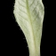  Liliane Roubaudi - Primula farinosa L. [1753]