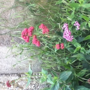 Photographie n°241991 du taxon Centranthe lilas-d'Espagne