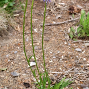 Photographie n°242000 du taxon Phyteuma betonicifolium Vill. [1785]