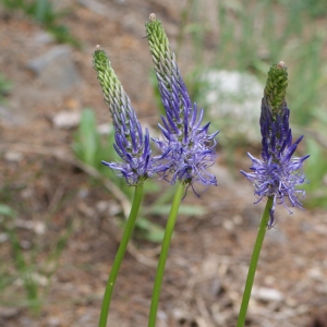 Photographie n°242001 du taxon Phyteuma betonicifolium Vill. [1785]