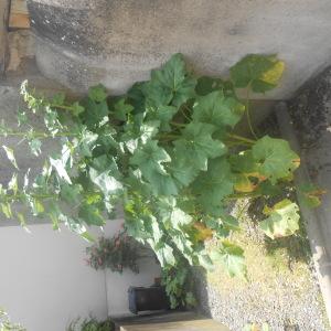 Photographie n°242002 du taxon Alcée rose-trémière