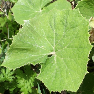 Photographie n°242047 du taxon Petasites albus (L.) Gaertn. [1791]