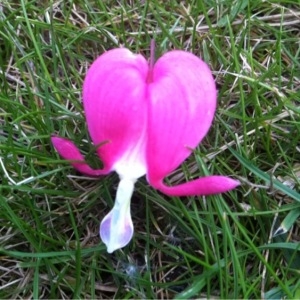 Photographie n°242078 du taxon Dicentra spectabilis (L.) Lem. [1847]