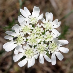 Photographie n°242116 du taxon Caucalis grandiflora L. [1753]