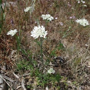 Photographie n°242117 du taxon Caucalis grandiflora L. [1753]