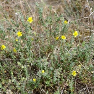 Photographie n°242119 du taxon Fumana thymifolia (L.) Spach ex Webb [1838]