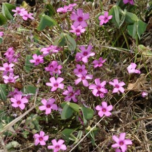 Photographie n°242124 du taxon Oxalis articulata Savigny [1798]