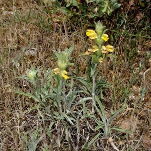 Photographie n°242126 du taxon Phlomis lychnitis L. [1753]