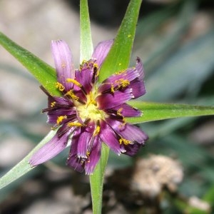 Photographie n°242129 du taxon Tragopogon angustifolius Bellardi ex Willd. [1803]