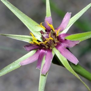 Tragopogon angustifolius Bellardi ex Willd. (Salsifis à feuilles étroites)