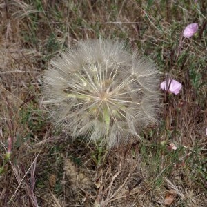 Photographie n°242131 du taxon Tragopogon angustifolius Bellardi ex Willd. [1803]