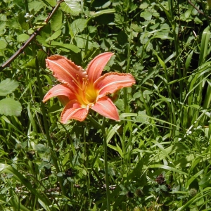 Photographie n°242150 du taxon Hemerocallis fulva (L.) L.