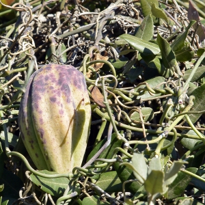 Photographie n°242158 du taxon Araujia sericifera Brot. [1818]