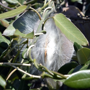 Photographie n°242160 du taxon Araujia sericifera Brot. [1818]