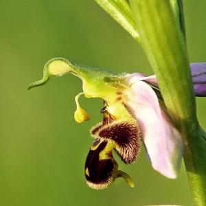 Photographie n°242178 du taxon Ophrys apifera Huds. [1762]