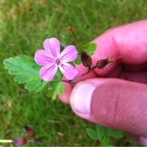 Photographie n°242187 du taxon Geranium robertianum L. [1753]