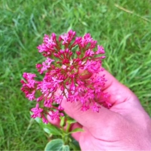 Photographie n°242188 du taxon Centranthus ruber (L.) DC. [1805]