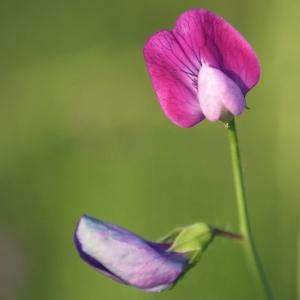 Lathyrus variegatus Host (Gesse à gousses velues)