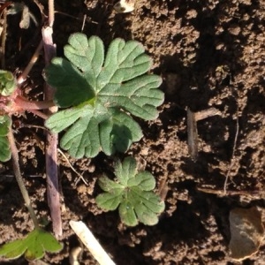 Photographie n°242199 du taxon Geranium molle L. [1753]