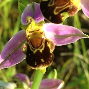 Photographie n°242203 du taxon Ophrys apifera Huds. [1762]