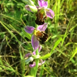 Photographie n°242204 du taxon Ophrys apifera Huds. [1762]