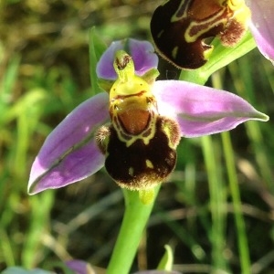 Photographie n°242206 du taxon Ophrys apifera Huds. [1762]