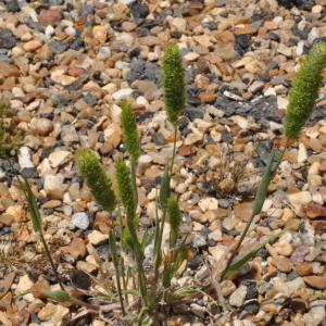 Photographie n°242209 du taxon Lophochloa cristata (L.) Hyl. [1953]