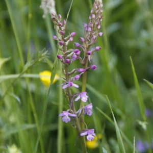 Photographie n°242221 du taxon Orchis conopsea L. [1753]