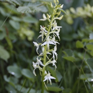 Photographie n°242236 du taxon Platanthera bifolia (L.) Rich. [1817]