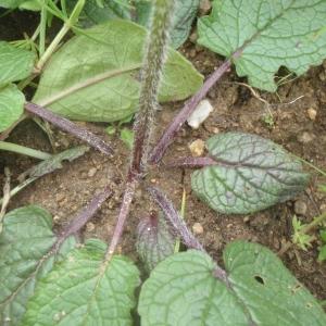 Photographie n°242273 du taxon Verbascum phoeniceum L. [1753]