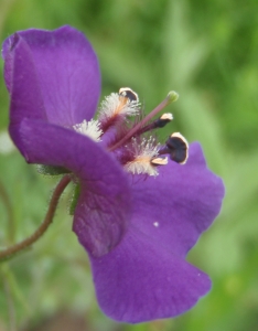 Genevieve Botti, le  3 juin 2014 (Bulgarie (col de Klissura))