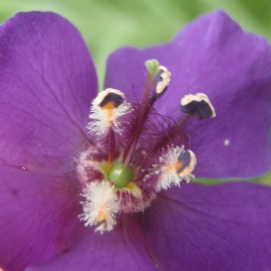 Verbascum phoeniceum L. (Purple Mullein)
