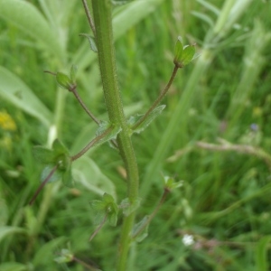  - Verbascum phoeniceum L. [1753]